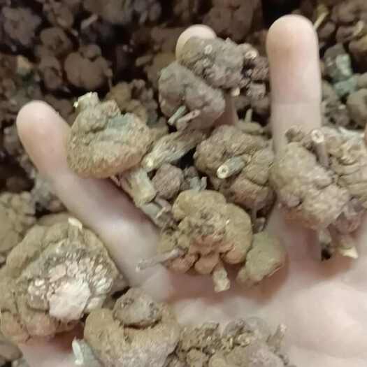 昆明消留果，