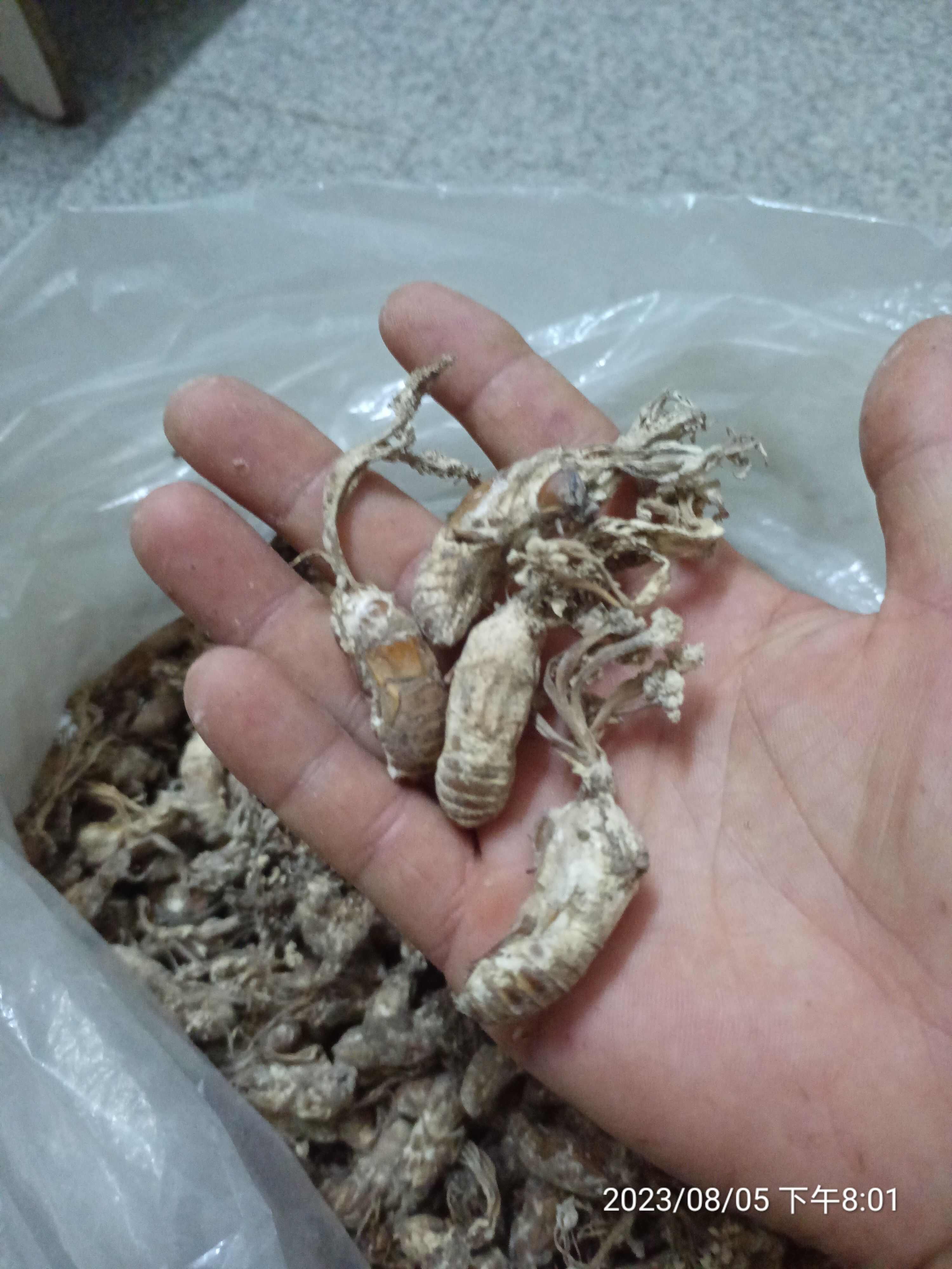金蝉花干货