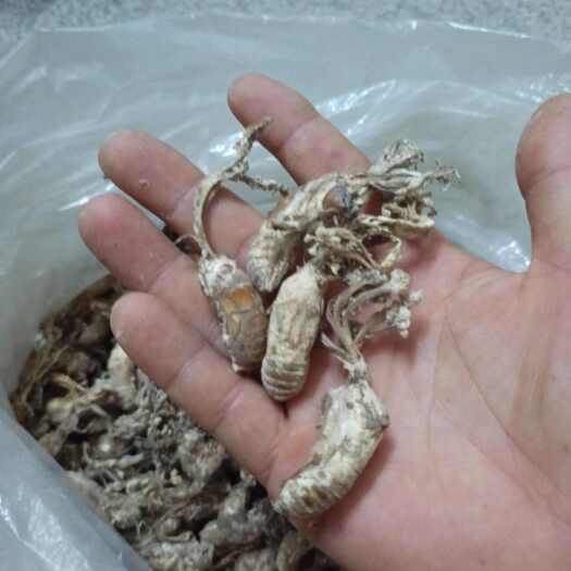 麻城市金蝉花干货