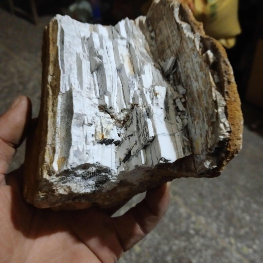 正品五花龙骨。