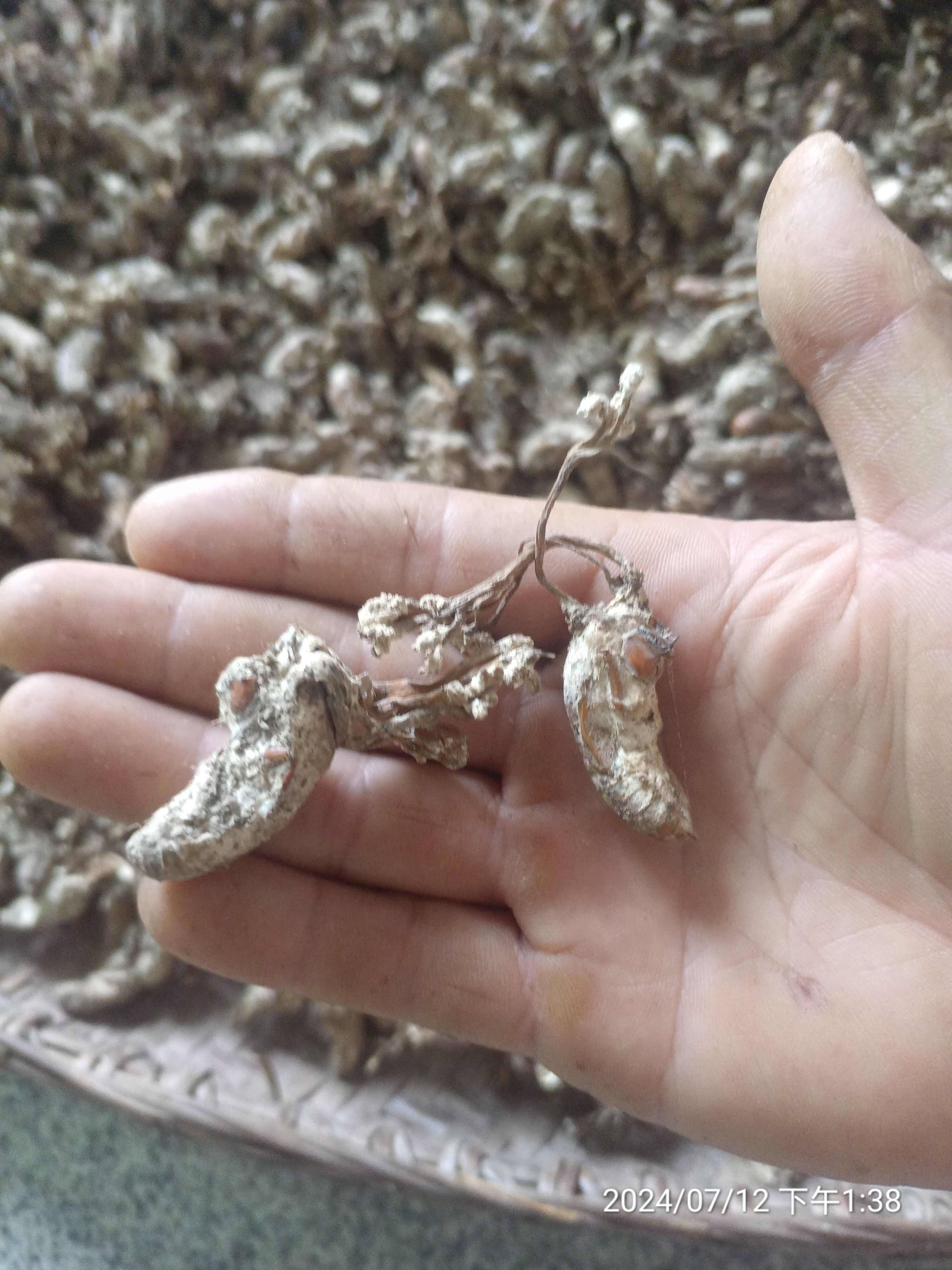 金蝉花干货