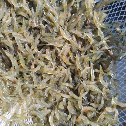 泗洪县优质漂亮的小米虾