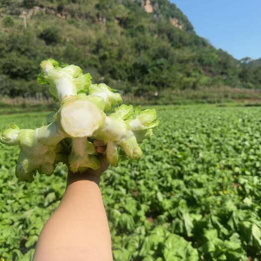 兴义市儿菜已上市