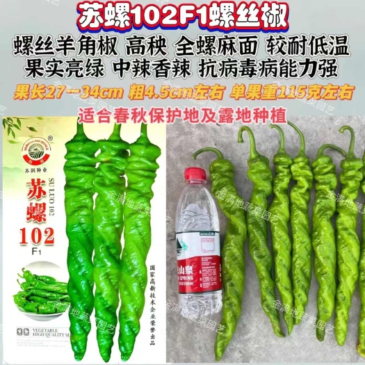 沭阳县苏螺102螺丝羊角椒种子高秧花全螺麻面螺丝椒种子抗病辣椒种子