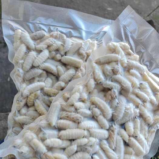 楚雄市冻蜂蛹，蜂蛹，云南虎头蜂2斤顺丰包邮，量大优惠