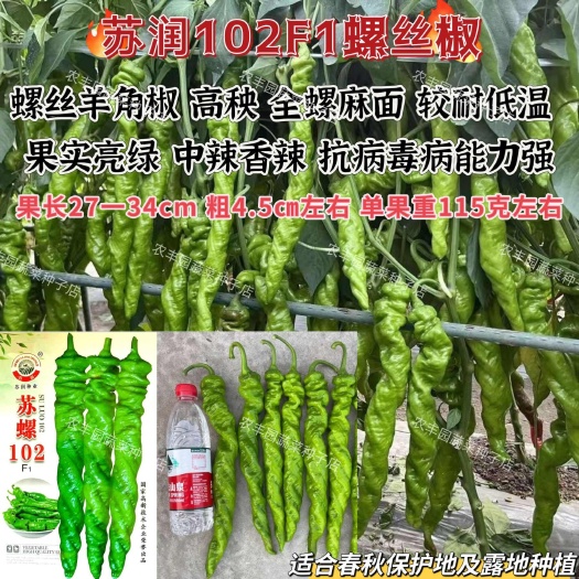 沭阳县苏螺102螺丝羊角椒种子高秧花全螺麻面螺丝椒种子抗病辣椒种子