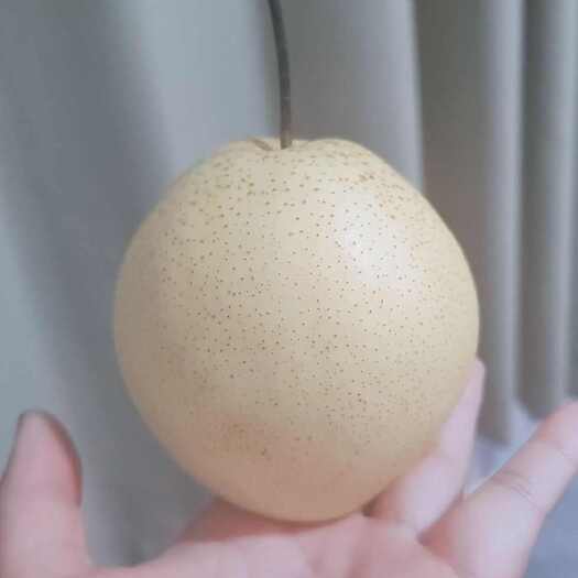 遵化市美子代购雪花梨