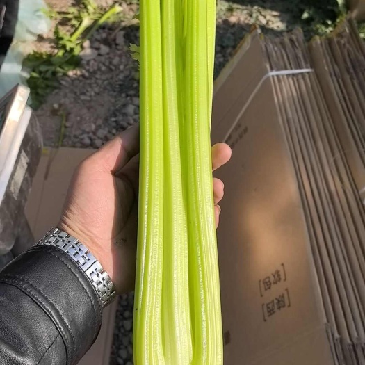 永宁县宁夏西芹 新鲜叶菜类 品质保证 速发保鲜