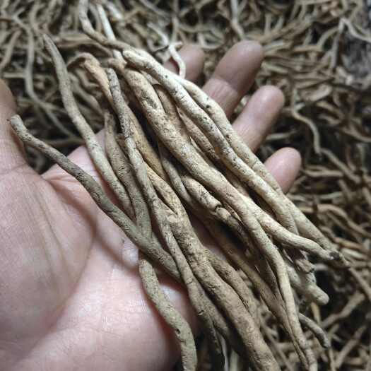 随县中草药兰花草根干根和鲜根供应干净肉质断根包邮农村下坡兰花草根