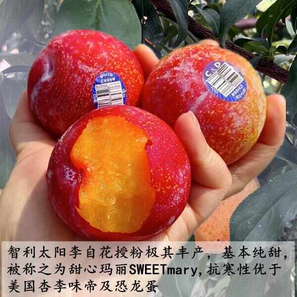 樱桃李，美国樱桃李，小仙子樱桃李，智利太阳李，李子中高端水果