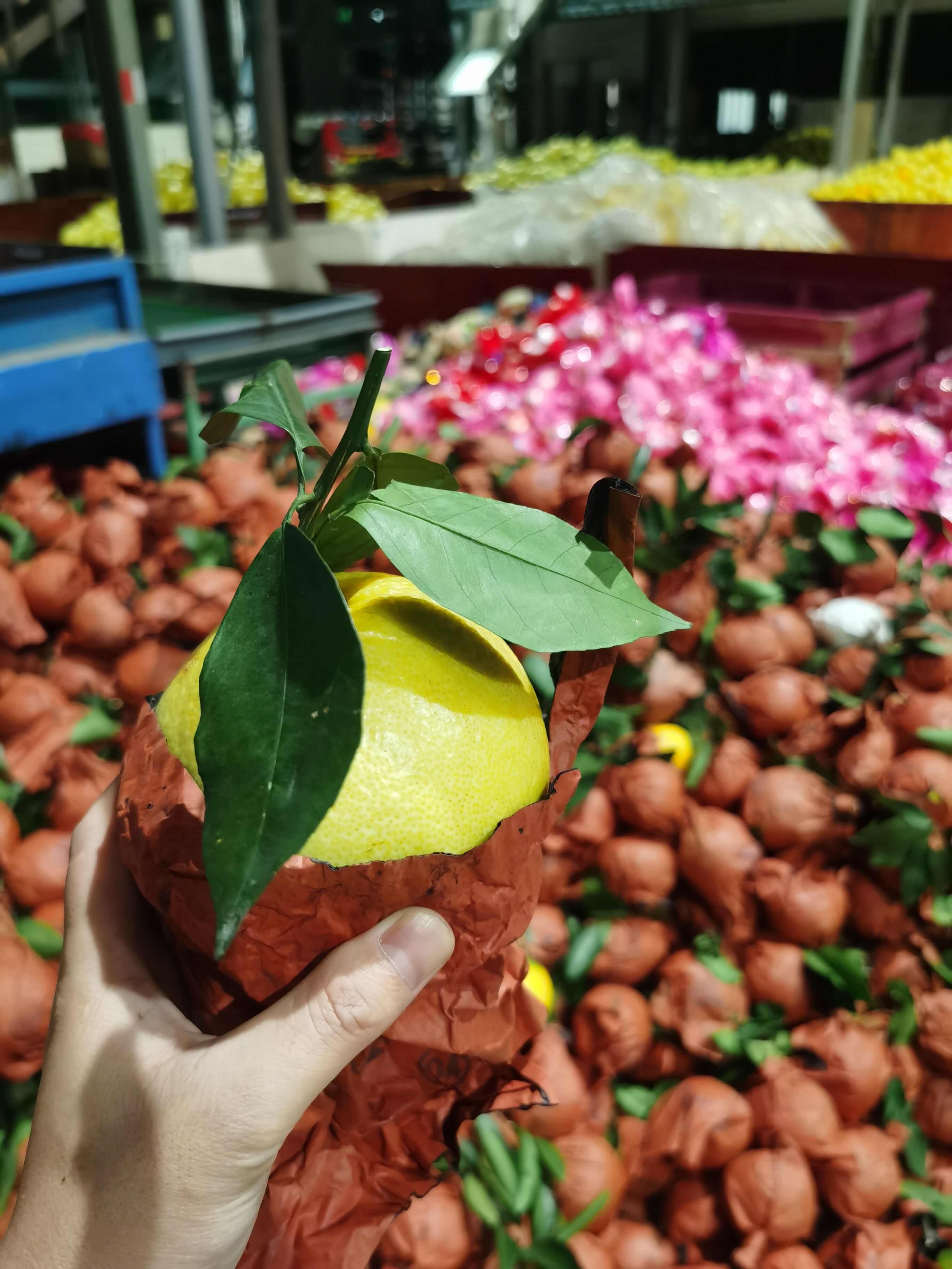 福建平和葡萄柚，产地直发，价格美丽