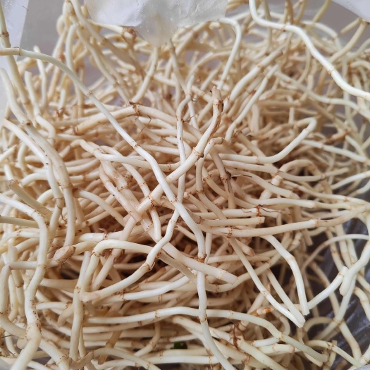 当阳市鱼腥草新鲜折耳根