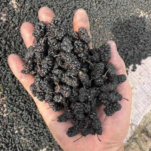 泊头市桑葚干，各种规格，质量好价格实惠