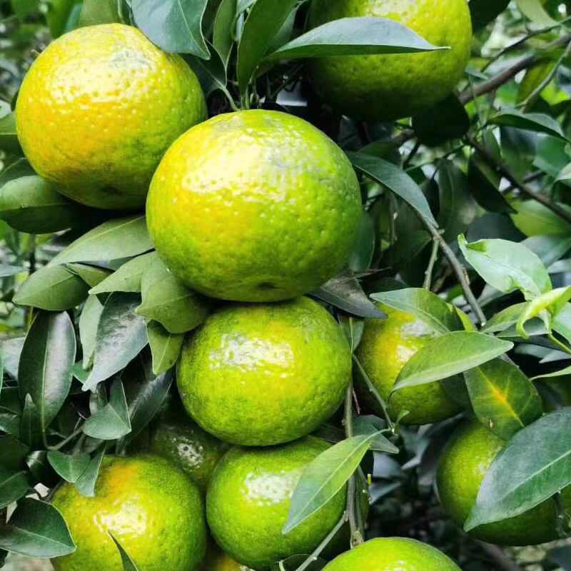 2025新会梅江圈枝柑新鲜采摘 江门新会直发 保证质量