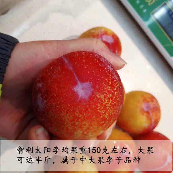 樱桃李，美国樱桃李，小仙子樱桃李，智利太阳李，李子中高端水果