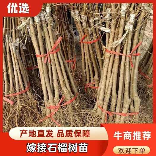 平邑县嫁接无籽纯甜石榴苗突尼斯软籽石榴树苗盆栽地栽南方北方种植果树