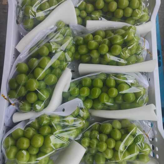 东莞市阳光玫瑰一二级