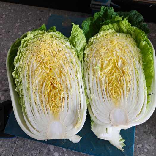 新野县白菜/黄心大白菜  白菜大量上市