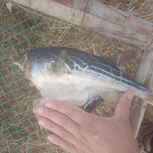 河豚鱼干