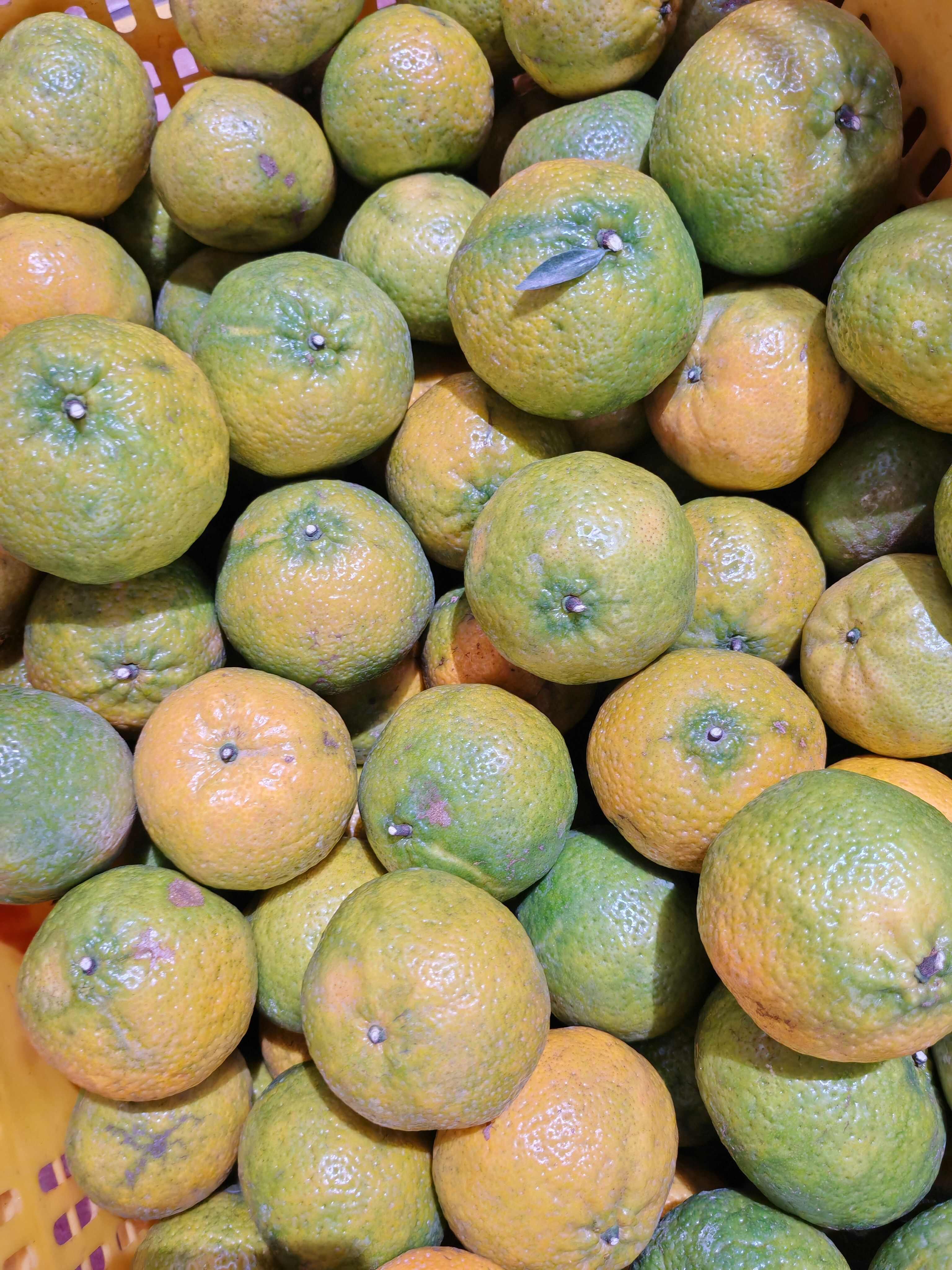 2025新会梅江圈枝柑新鲜采摘 江门新会直发 保证质量