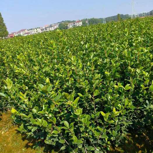 丰城市长林系列油茶树苗嫁接良种.品质保证.价格可谈