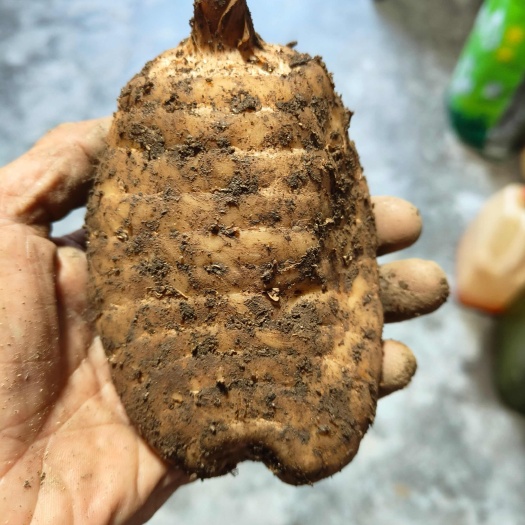 留坝县n乌红杂交天麻