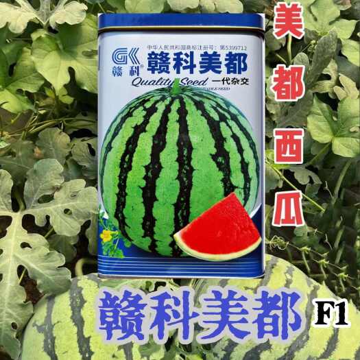 沭阳县赣科美都西瓜种子抗病高产糖度高农家大田基地种植大果美都西瓜籽