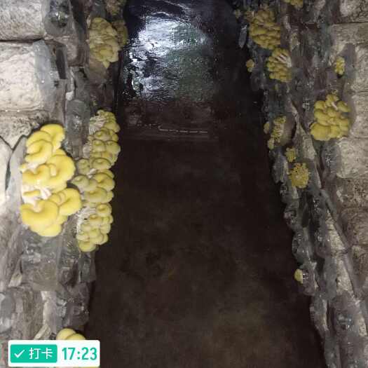 中江县鸡油菌