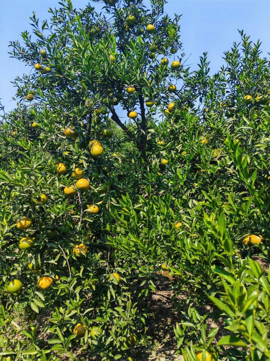 2025新会梅江圈枝柑新鲜采摘 江门新会直发 保证质量