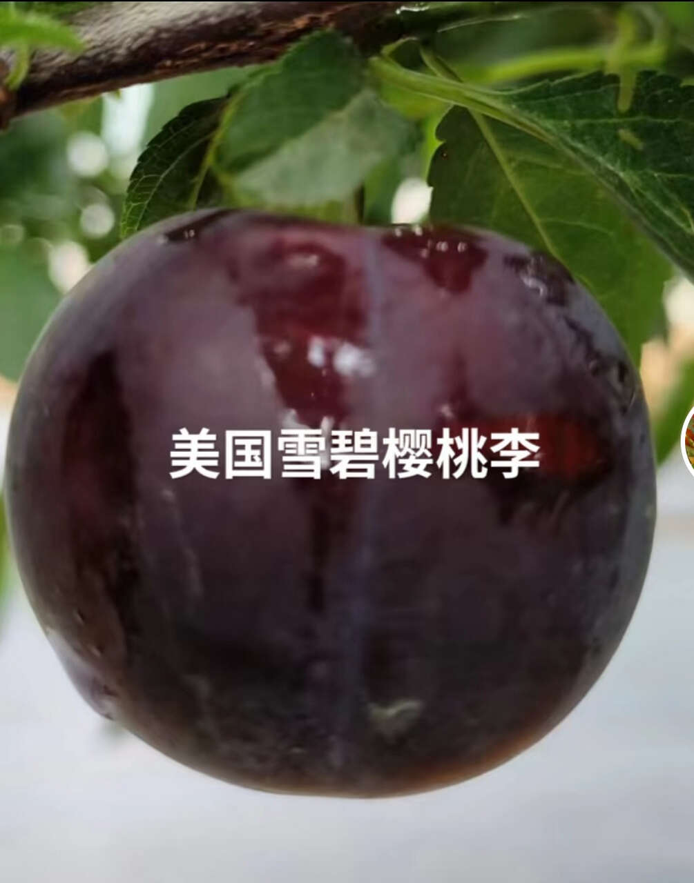 樱桃李，美国樱桃李，小仙子樱桃李，智利太阳李，李子中高端水果