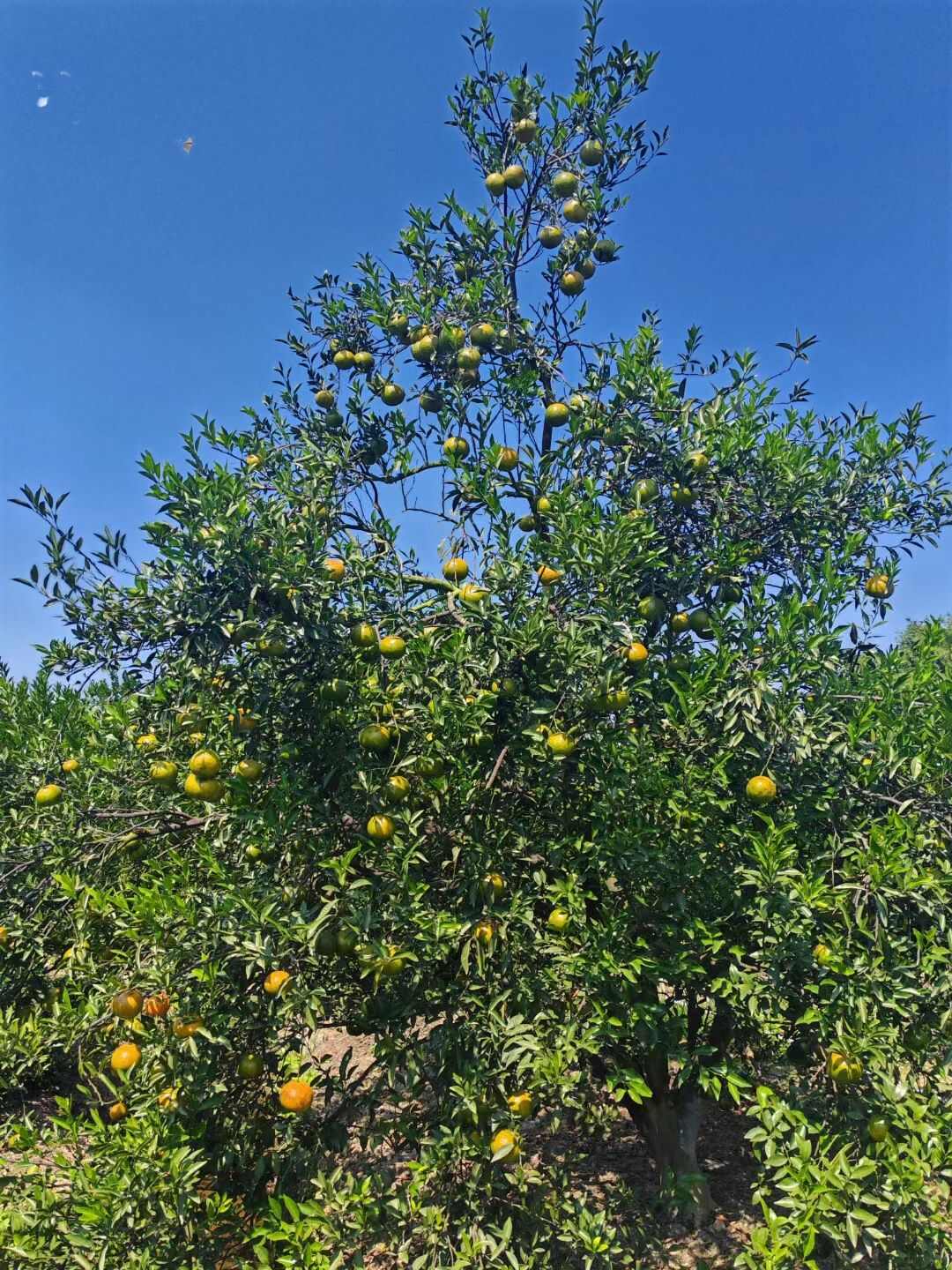 2025新会梅江圈枝柑新鲜采摘 江门新会直发 保证质量