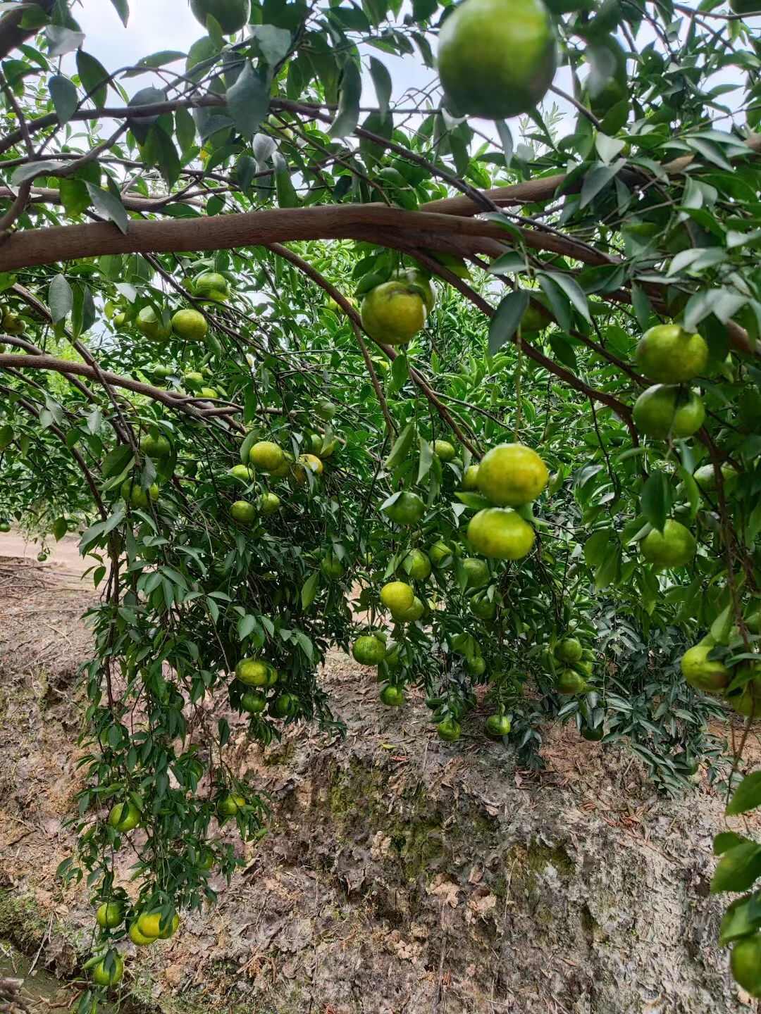 2025新会梅江圈枝柑新鲜采摘 江门新会直发 保证质量