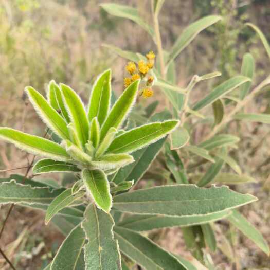 砚山县羊耳菊  白面风  可干可鲜货，纯根货