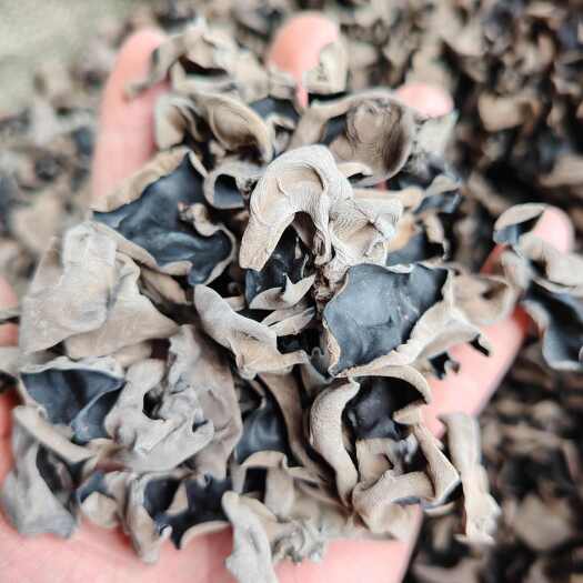 特级春耳，东北正宗春耳 肉厚无根， 新货干货，特产级批发