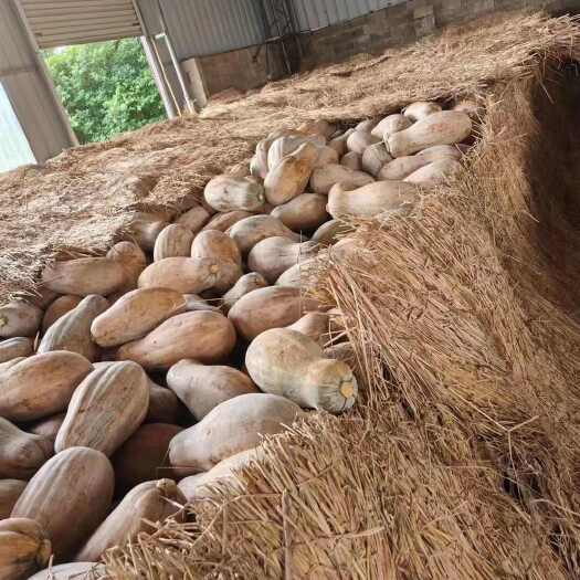 徐闻县各种南瓜冬瓜大量产地货源，欢迎老板联系长期合作！