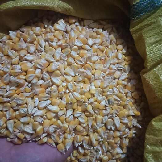 娄底农种玉米