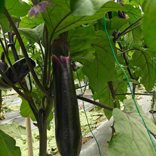 弥勒市紫茄茄子 基地供应 量大质优 价格优惠 欢迎咨询采购