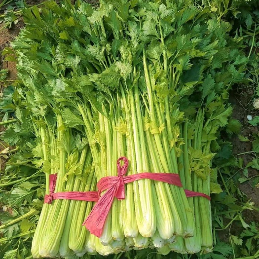 優(yōu)質(zhì)大棚玻璃脆西芹 一手貨源，產(chǎn)地直發(fā)，誠信代辦