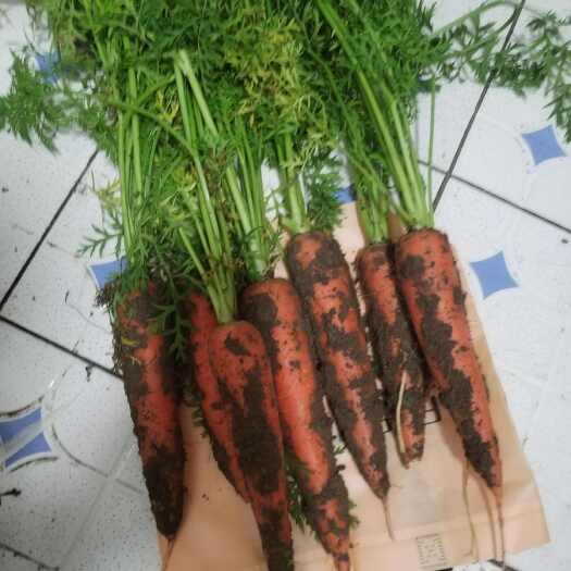 青州市精品胡萝卜上市中