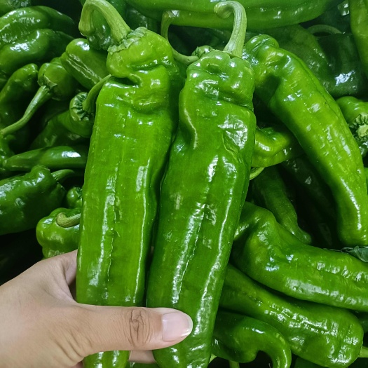 芜湖青椒，8号椒，301，青泡椒，苏椒，小邹皮，青线