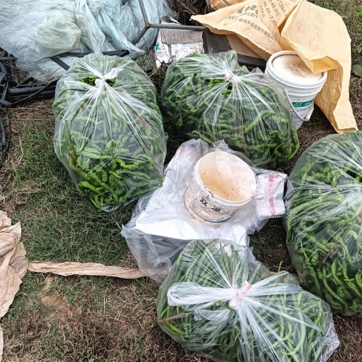 颍上县螺丝线椒！辣
