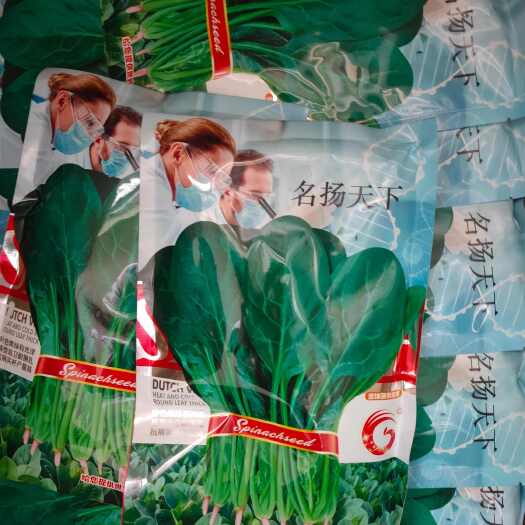 聊城山东鑫辉种苗名扬天下菠菜种子尖圆叶菠菜种抗霜霉病产量了
