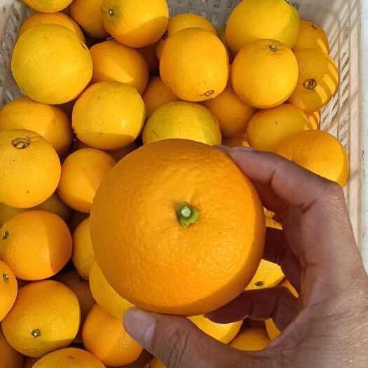 信丰县江西赣南脐橙精品一件代发大量上市头茬果