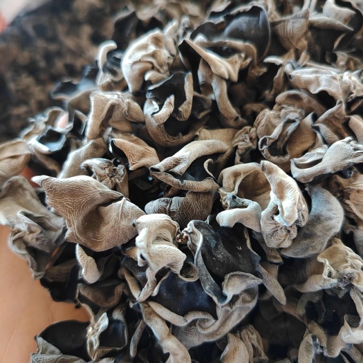 大地头茬黑厚，带朵.东北原货特产黑木耳干货， 基地直发，