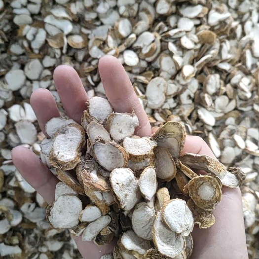 缙云县浙贝母