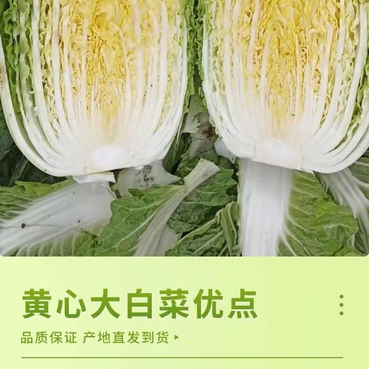 湖北嘉鱼优质黄心大白菜批发 新鲜现摘当日发货