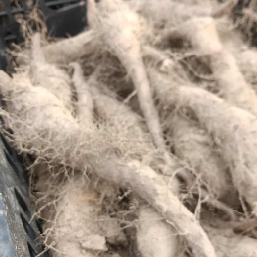 齐河县白玉山药种栽