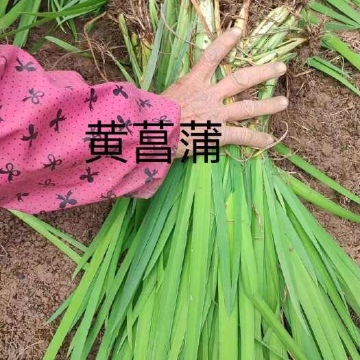 安新县黄菖蒲