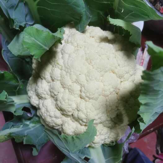 巨野县白花菜花