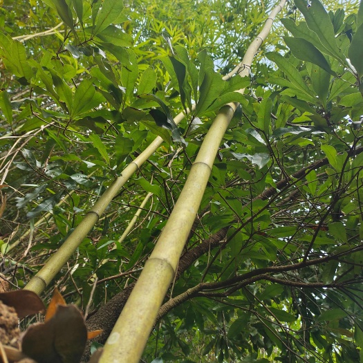 广南县竹子